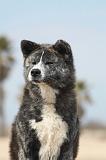 AKITA INU 168